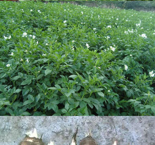 烘干機廠：白芷種植技術(shù)管理