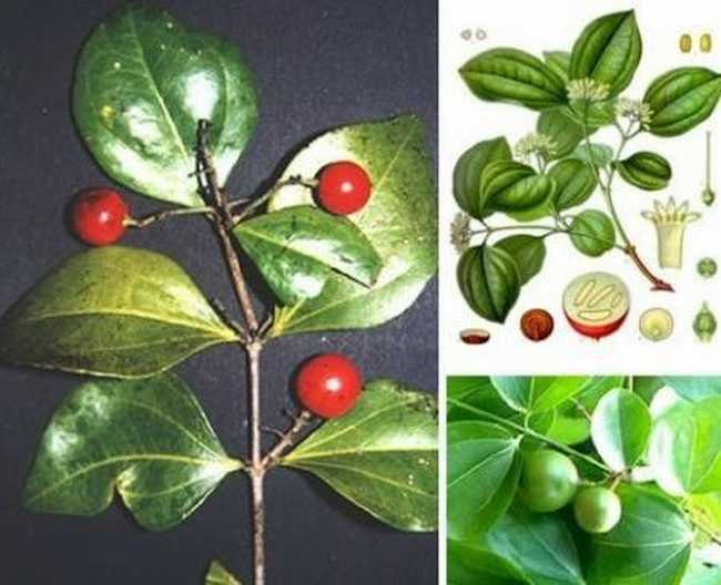 烘干機廠：馬錢子種植技術(shù)及管理